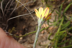 Osteospermum asperulum