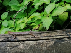 Trachylepis depressa