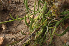 Osteospermum asperulum