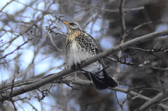 Turdus pilaris