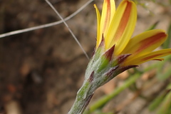 Osteospermum asperulum