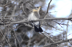 Turdus pilaris