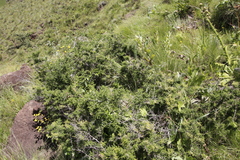 Asparagus microraphis