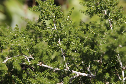 Image of Asparagus microraphis by (c) Tony Rebelo, some rights reserved (CC BY-SA)