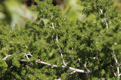 Asparagus microraphis