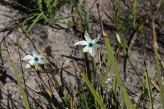 Aristea cantharophila