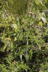 Rubus ludwigii