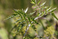 Rubus ludwigii