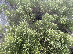 Phylica wittebergensis