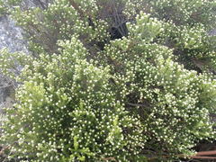 Phylica wittebergensis