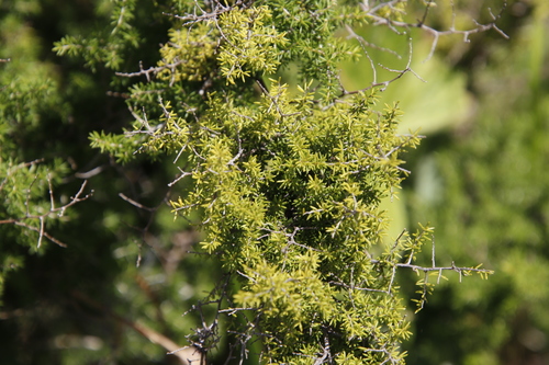 Image of Asparagus microraphis by (c) Tony Rebelo, some rights reserved (CC BY-SA)