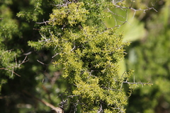 Asparagus microraphis