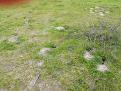 Oryctolagus cuniculus