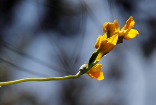 Image of Golden Splitlip Orchid (Schizochilus zeyheri) by (c) Tony Rebelo, some rights reserved (CC BY-SA)
