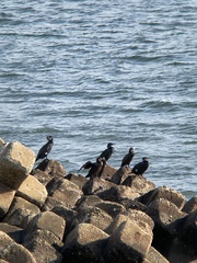 Phalacrocorax carbo