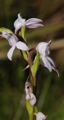 Brownleea recurvata