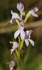 Brownleea recurvata