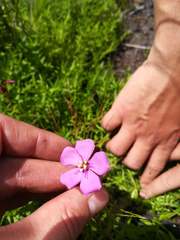 Drosera cuneifolia