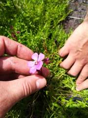 Drosera cuneifolia