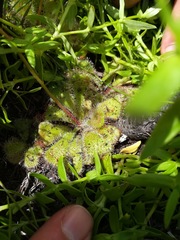 Drosera cuneifolia