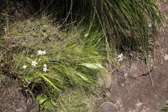 Brownleea recurvata