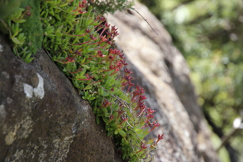 Delosperma crassuloides (Delosperma crassuloides)