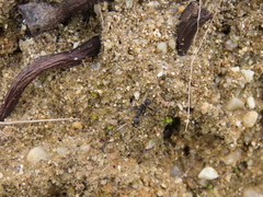 Aphaenogaster senilis