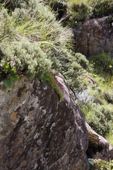 Delosperma crassuloides