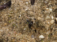 Aphaenogaster senilis
