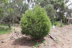 Callitris glaucophylla