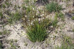 Aristea cantharophila