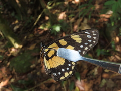 Chlosyne narva bonpland