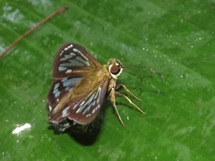 Phanus vitreus