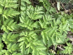 Anthriscus sylvestris