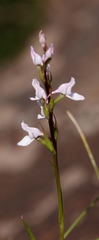 Brownleea recurvata