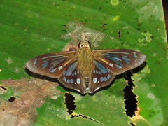 Phanus vitreus