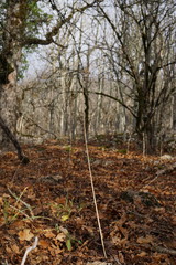 Allium decipiens quercetorum