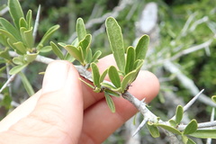 Gymnosporia polyacantha