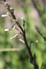 Freylinia longiflora