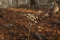 Allium decipiens quercetorum