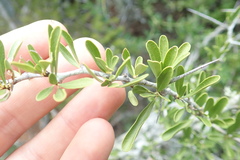 Gymnosporia polyacantha