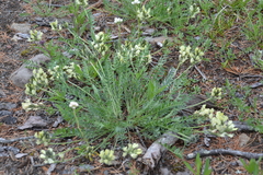 Oxytropis evenorum