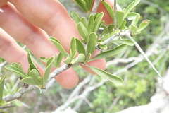 Gymnosporia polyacantha