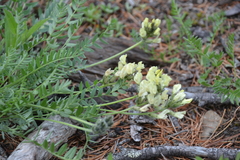 Oxytropis evenorum