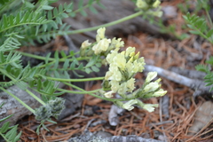 Oxytropis evenorum