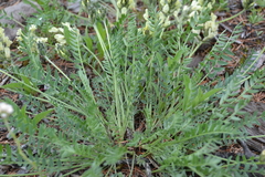 Oxytropis evenorum