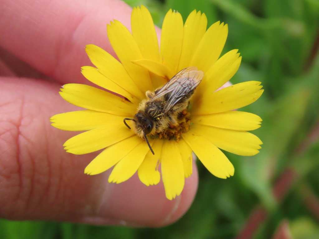 Andrena cinerea