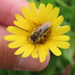 Andrena cinerea - Photo (c) Tiago Carrapiço, vissa rättigheter förbehållna (CC BY-NC), uppladdad av Tiago Carrapiço