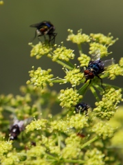 Chrysomya chloropyga