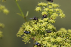 Chrysomya chloropyga